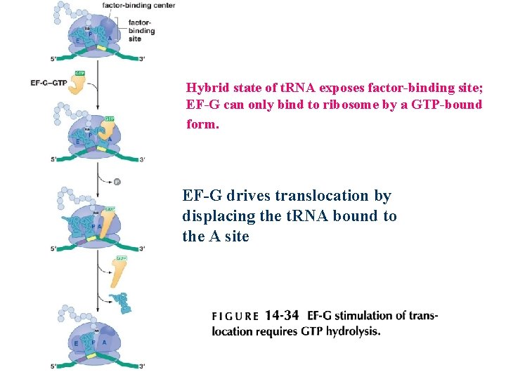 Hybrid state of t. RNA exposes factor-binding site; EF-G can only bind to ribosome