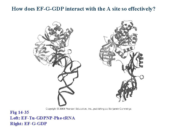 How does EF-G-GDP interact with the A site so effectively? Fig 14 -35 Left: