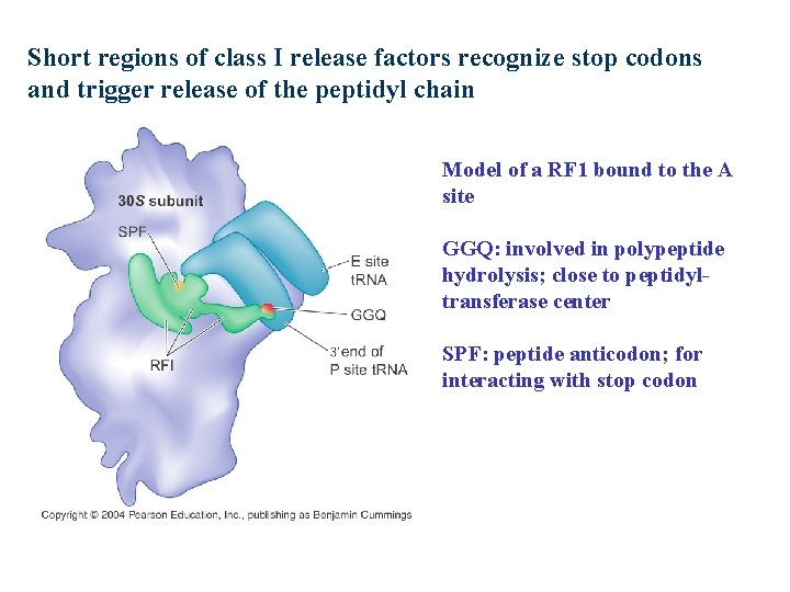 Short regions of class I release factors recognize stop codons and trigger release of