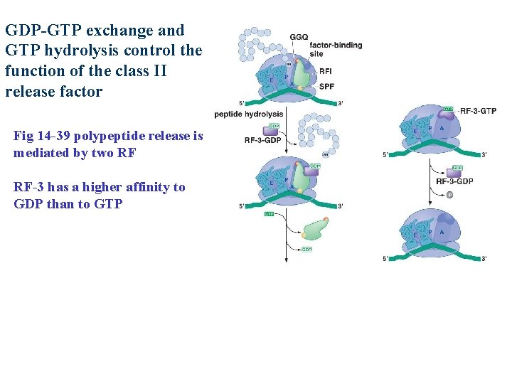 GDP-GTP exchange and GTP hydrolysis control the function of the class II release factor