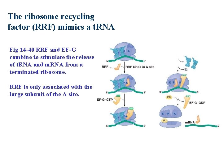 The ribosome recycling factor (RRF) mimics a t. RNA Fig 14 -40 RRF and