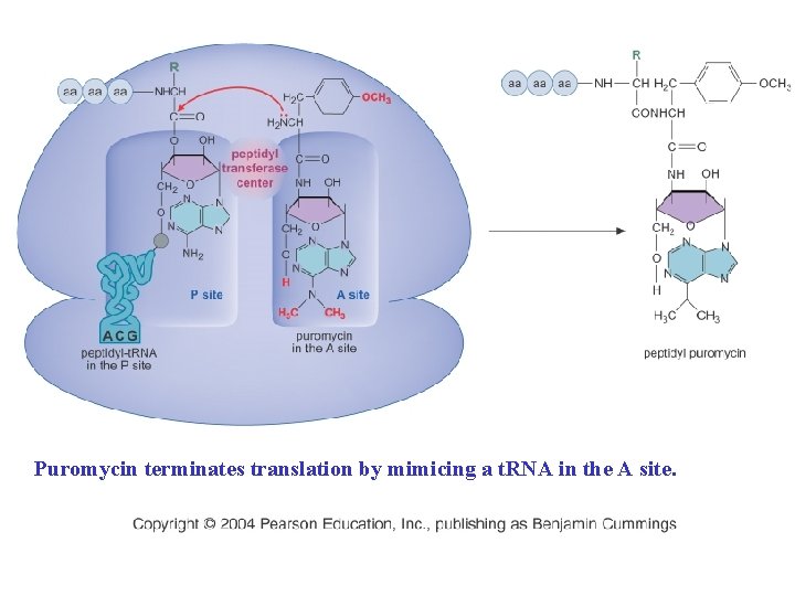 Puromycin terminates translation by mimicing a t. RNA in the A site. 
