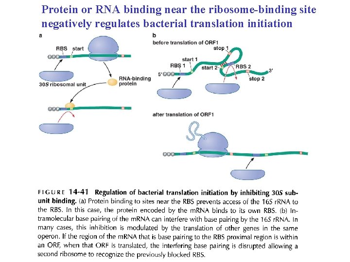 Protein or RNA binding near the ribosome-binding site negatively regulates bacterial translation initiation 