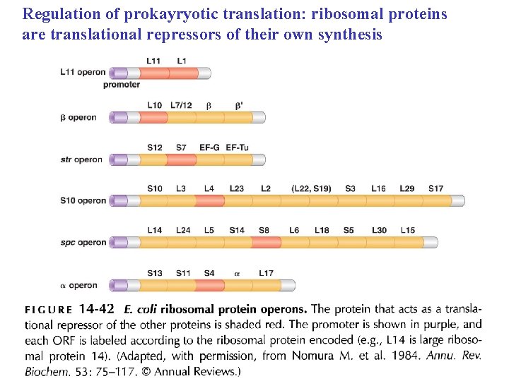 Regulation of prokayryotic translation: ribosomal proteins are translational repressors of their own synthesis 