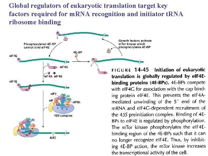 Global regulators of eukaryotic translation target key factors required for m. RNA recognition and