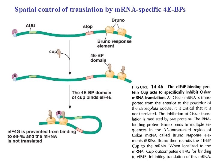 Spatial control of translation by m. RNA-specific 4 E-BPs 