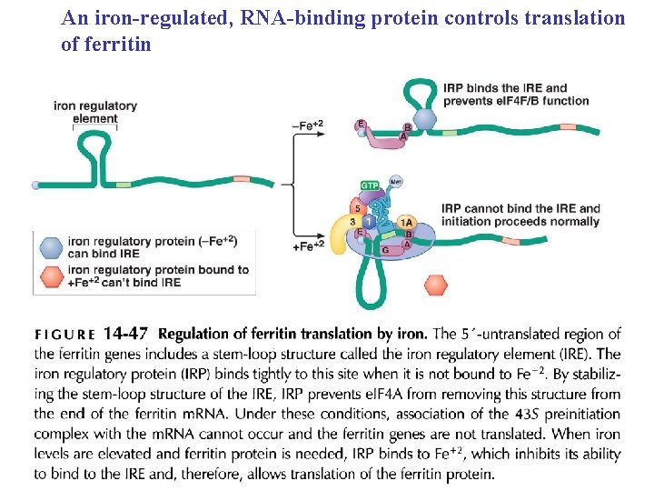 An iron-regulated, RNA-binding protein controls translation of ferritin 