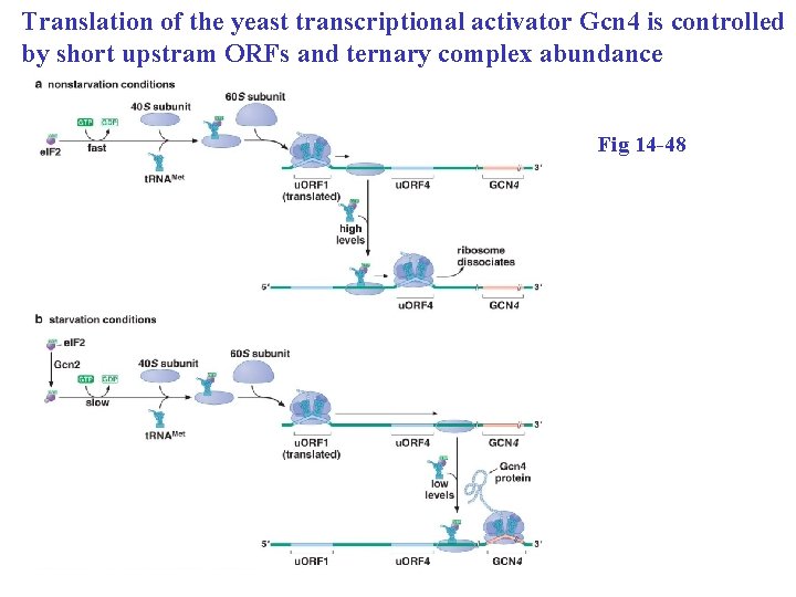 Translation of the yeast transcriptional activator Gcn 4 is controlled by short upstram ORFs
