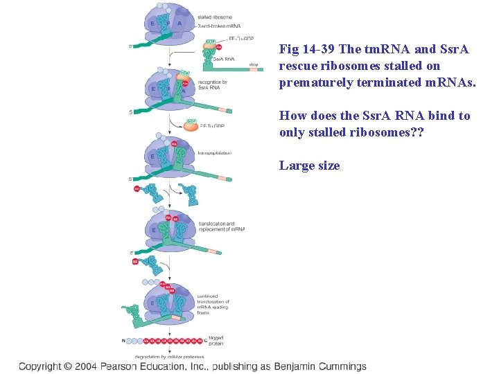 Fig 14 -39 The tm. RNA and Ssr. A rescue ribosomes stalled on prematurely