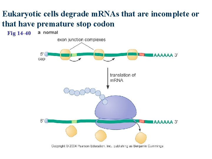Eukaryotic cells degrade m. RNAs that are incomplete or that have premature stop codon