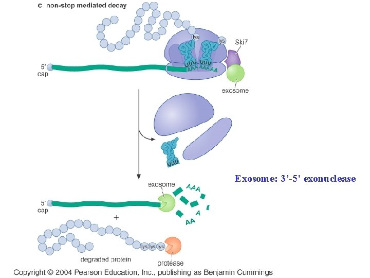 Exosome: 3’-5’ exonuclease 