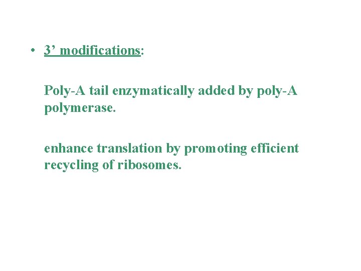  • 3’ modifications: Poly-A tail enzymatically added by poly-A polymerase. enhance translation by