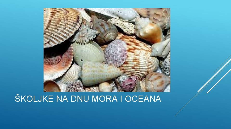 ŠKOLJKE NA DNU MORA I OCEANA 