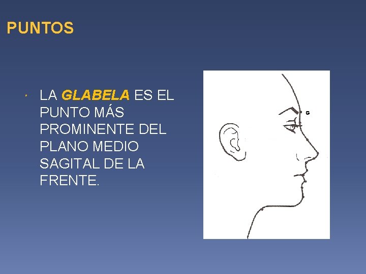 PUNTOS LA GLABELA ES EL PUNTO MÁS PROMINENTE DEL PLANO MEDIO SAGITAL DE LA