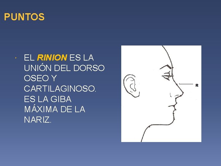 PUNTOS EL RINION ES LA UNIÓN DEL DORSO OSEO Y CARTILAGINOSO. ES LA GIBA