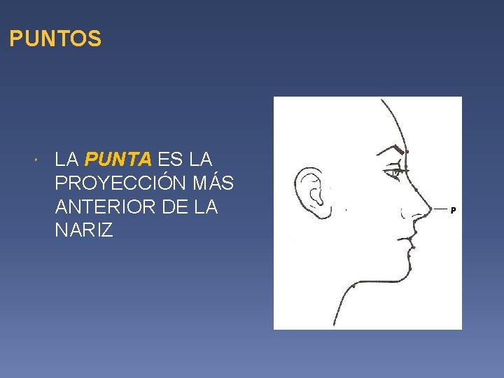 PUNTOS LA PUNTA ES LA PROYECCIÓN MÁS ANTERIOR DE LA NARIZ 