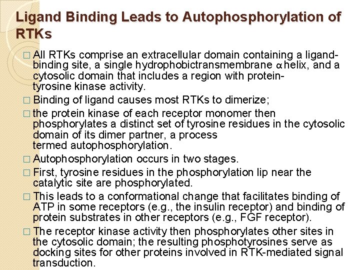 Ligand Binding Leads to Autophosphorylation of RTKs � All RTKs comprise an extracellular domain