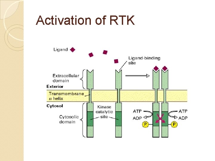 Activation of RTK 