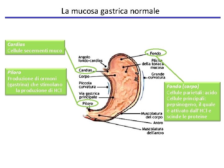 La mucosa gastrica normale Cardias Cellule secernenti muco Piloro Produzione di ormoni (gastrina) che