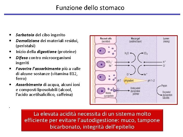 Funzione dello stomaco • Serbatoio del cibo ingerito • Demolizione dei materiali residui, (peristalsi)