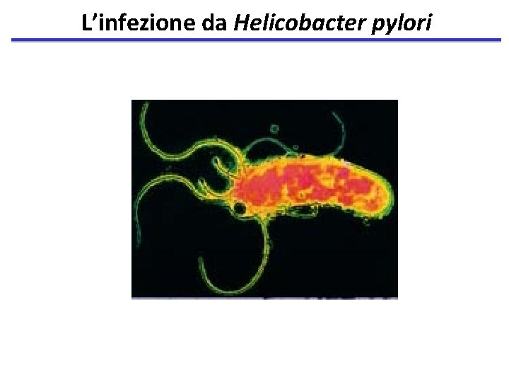L’infezione da Helicobacter pylori 