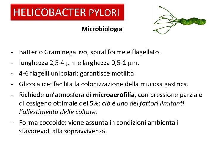 HELICOBACTER PYLORI Microbiologia - Batterio Gram negativo, spiraliforme e flagellato. lunghezza 2, 5 -4