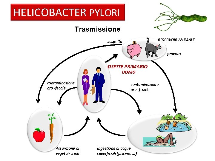 HELICOBACTER PYLORI Trasmissione RESERVOIR ANIMALE sospetto provato OSPITE PRIMARIO UOMO contaminazione oro -fecale Assunzione