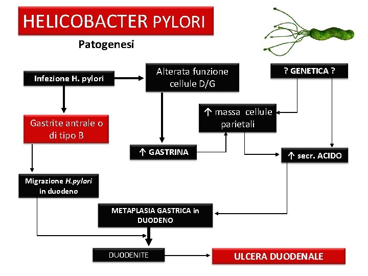 HELICOBACTER PYLORI Patogenesi Alterata funzione cellule D/G Infezione H. pylori ? GENETICA ? ↑