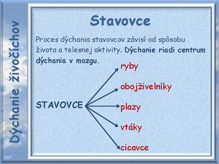 Dýchanie živočíchov Stavovce Proces dýchania stavovcov závisí od spôsobu života a telesnej aktivity. Dýchanie
