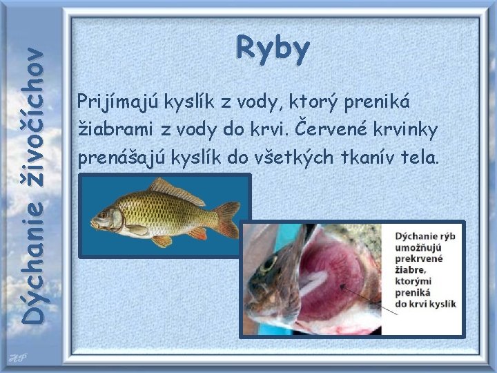 Dýchanie živočíchov Ryby Prijímajú kyslík z vody, ktorý preniká žiabrami z vody do krvi.