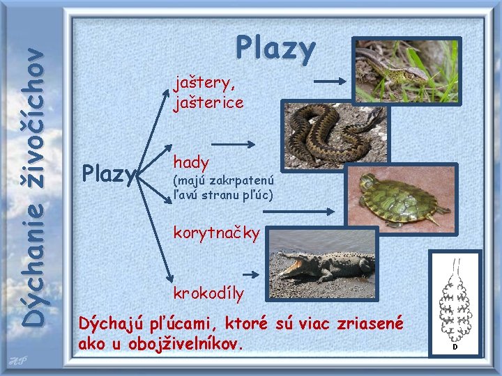 Dýchanie živočíchov Plazy jaštery, jašterice Plazy hady (majú zakrpatenú ľavú stranu pľúc) korytnačky krokodíly