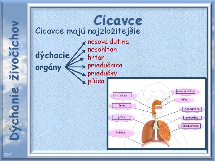 Dýchanie živočíchov Cicavce majú najzložitejšie dýchacie orgány nosová dutina nosohltan hrtan priedušnica priedušky pľúca