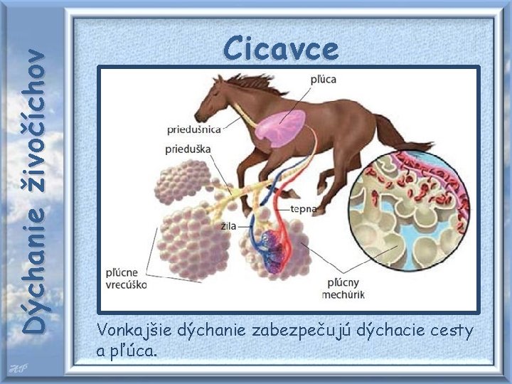 Dýchanie živočíchov Cicavce Vonkajšie dýchanie zabezpečujú dýchacie cesty a pľúca. 