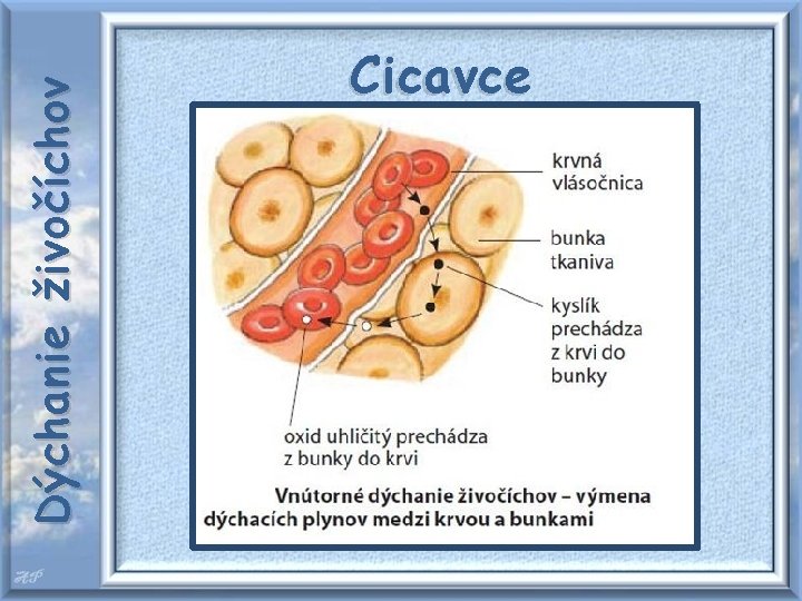 Dýchanie živočíchov Cicavce 
