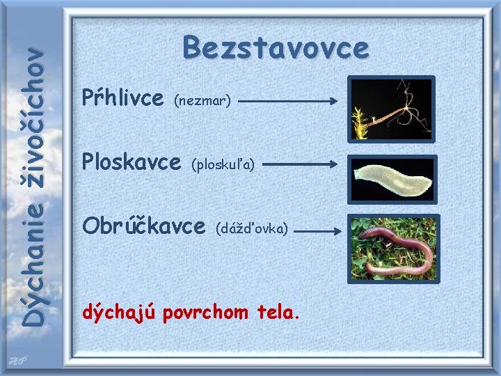 Dýchanie živočíchov Bezstavovce Pŕhlivce (nezmar) Ploskavce (ploskuľa) Obrúčkavce (dážďovka) dýchajú povrchom tela. 