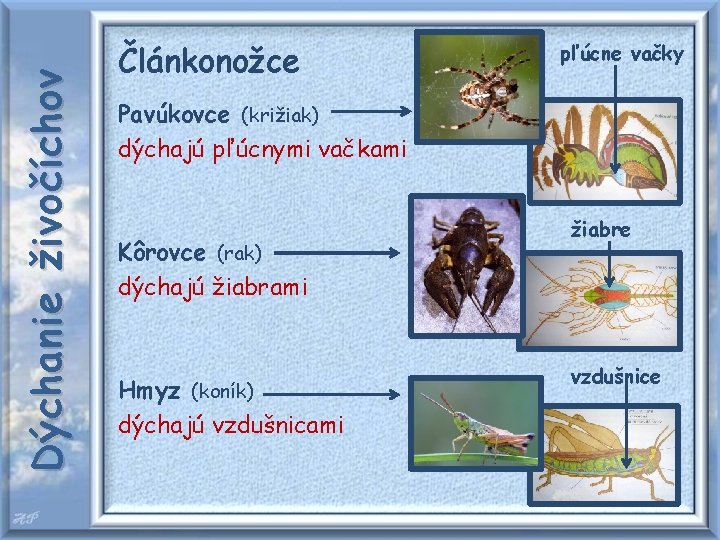 Dýchanie živočíchov Článkonožce pľúcne vačky Pavúkovce (križiak) dýchajú pľúcnymi vačkami Kôrovce (rak) dýchajú žiabrami
