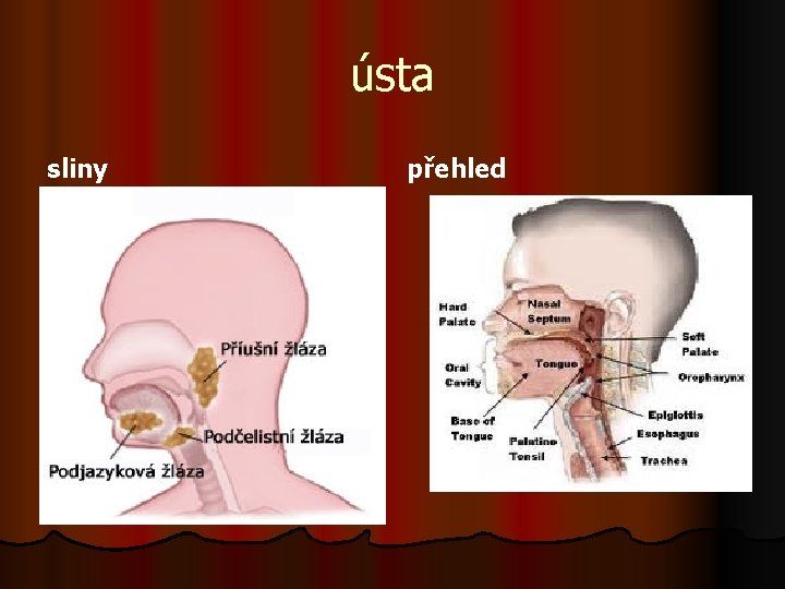ústa sliny přehled l http 