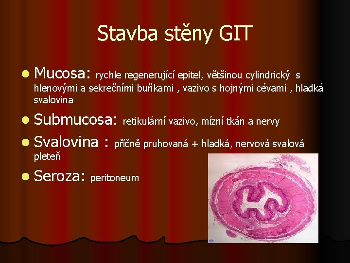 Stavba stěny GIT l Mucosa: rychle regenerující epitel, většinou cylindrický s hlenovými a sekrečními