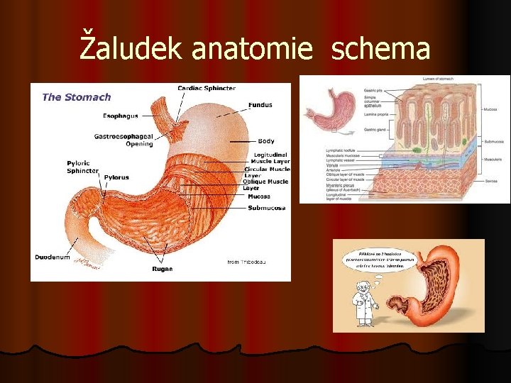 Žaludek anatomie schema 