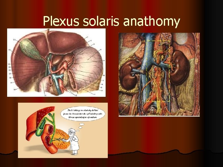 Plexus solaris anathomy 