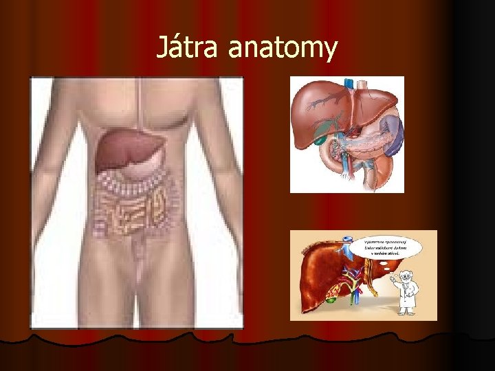Játra anatomy 