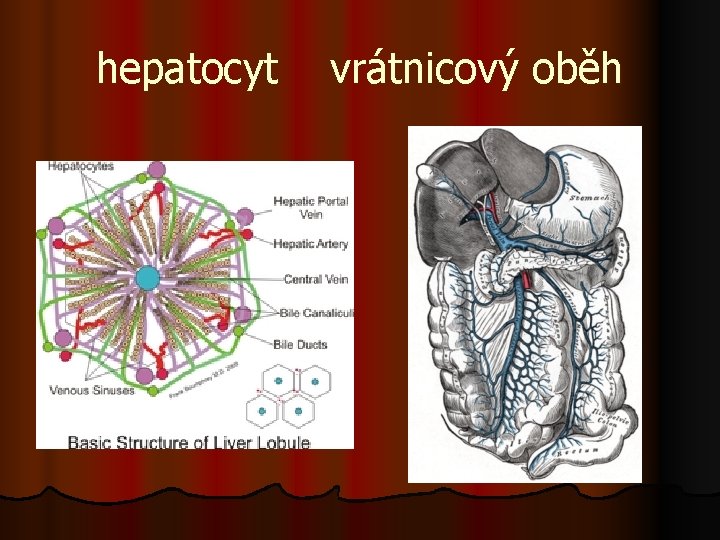 hepatocyt vrátnicový oběh 