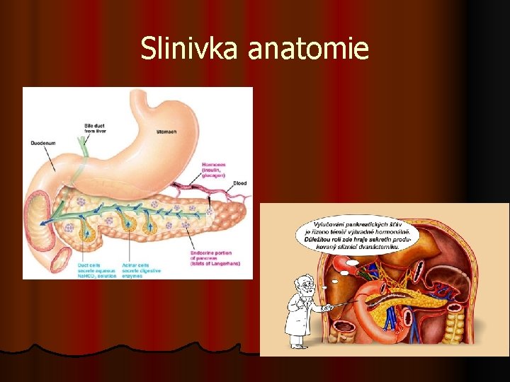 Slinivka anatomie 