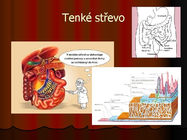 Tenké střevo 