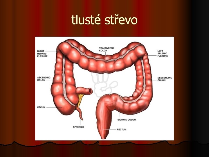 tlusté střevo 