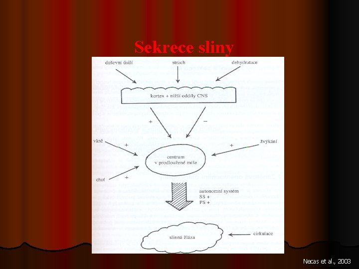 Sekrece sliny Necas et al. , 2003 