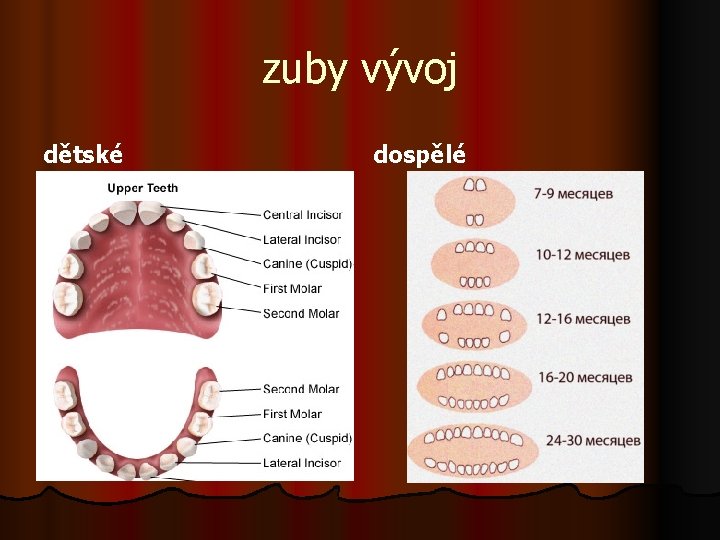 zuby vývoj dětské dospělé 