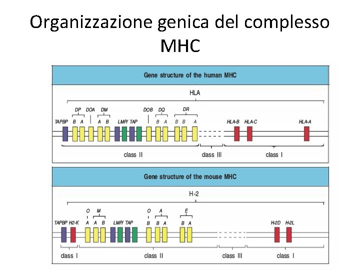 Organizzazione genica del complesso MHC 