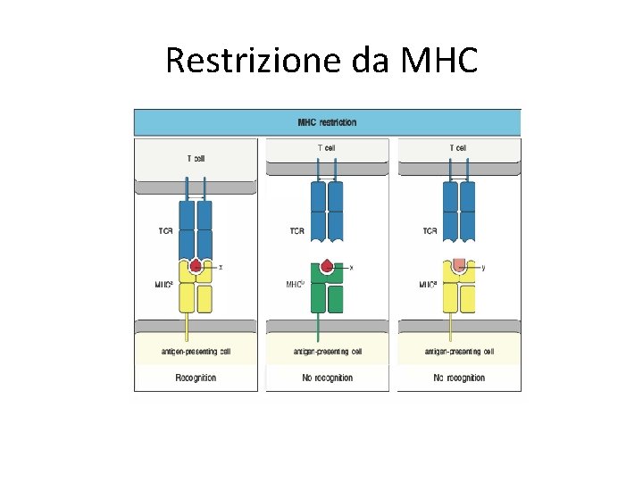 Restrizione da MHC 