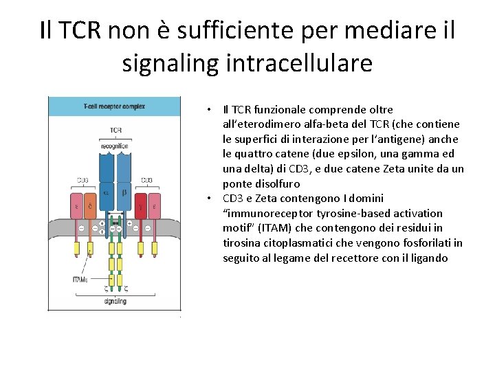 Il TCR non è sufficiente per mediare il signaling intracellulare • Il TCR funzionale